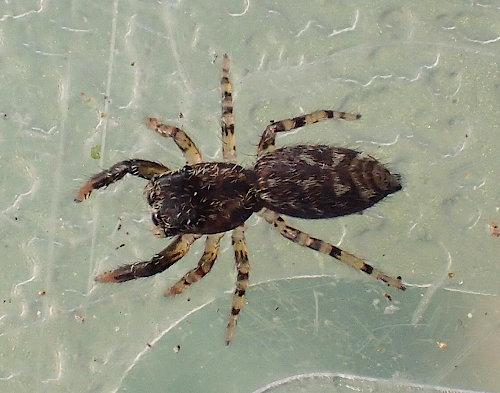 Marpissa muscosa